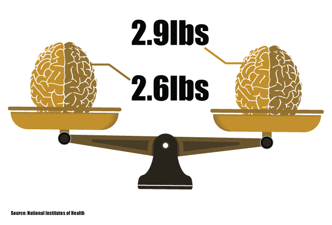 Brains on scales showing 2.9 pounds and 2.6 pounds
