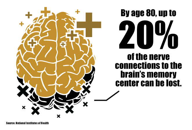 By age 80, up to 20% of the nerve connections to the brain's memory center can be lost.